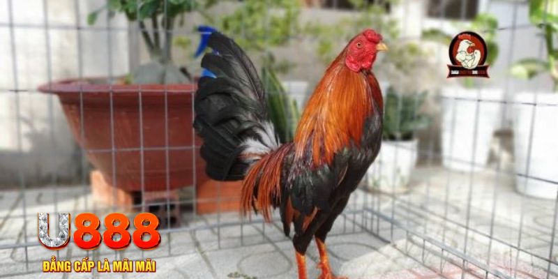 da ga 888 game máy bay nổ hũ