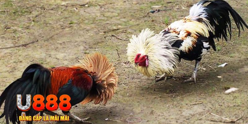 da ga 888 game nổ hũ là gì
